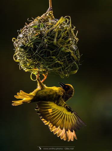 Le Tisserin cet oiseau agile